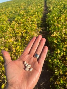 Agrodefesa intensifica monitoramento de pragas em feijão e supervisiona área de melancia no Vale do Araguaia
