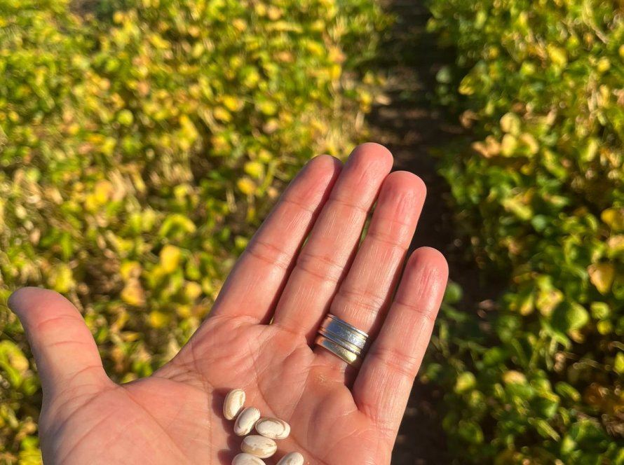 Agrodefesa intensifica monitoramento de pragas em feijão e supervisiona área de melancia no Vale do Araguaia