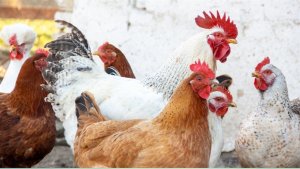 Avicultura projeta crescimento com retomada das exportações