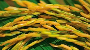 Brasil exporta 389,2 mil toneladas de arroz beneficiado no primeiro semestre de 2025