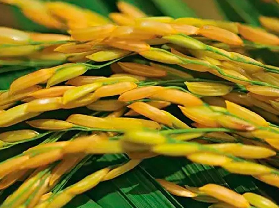 Brasil exporta 389,2 mil toneladas de arroz beneficiado no primeiro semestre de 2025