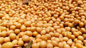 COFCO anuncia a exportação de 100 mil toneladas de soja sustentável para a Ásia em 2025