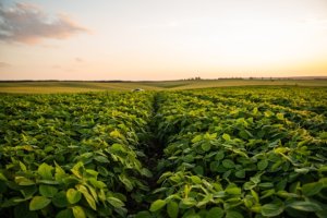 Clima nos Estados Unidos e estoques elevados derrubam preço da soja no exterior