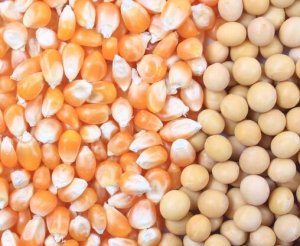 Com avanço sobre pastagens, soja e milho devem ter nova safra recorde em 2025/26