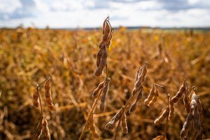 Commodities agrícolas intensificam baixas e preços da soja perdem mais de 20 pts na Bolsa de Chicago