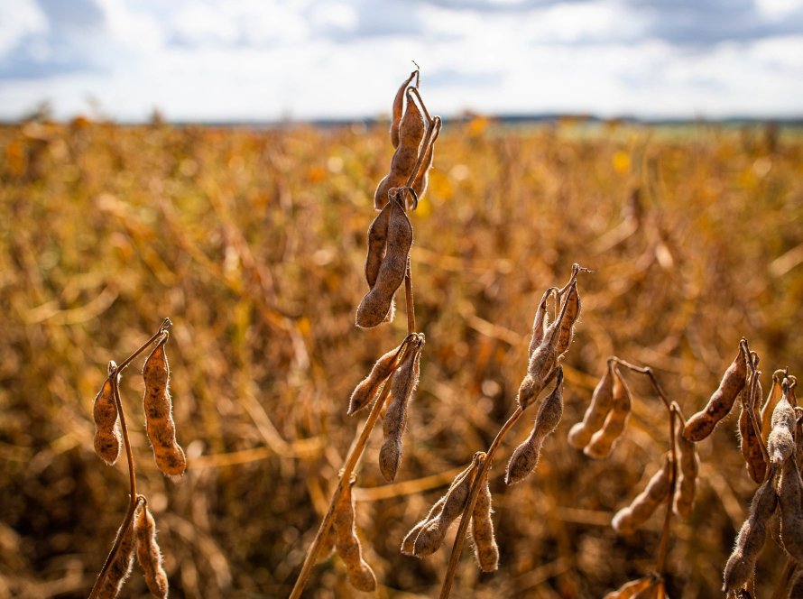 Commodities agrícolas intensificam baixas e preços da soja perdem mais de 20 pts na Bolsa de Chicago