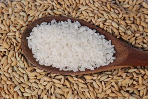 Crise do arroz: Supersafra projetada, preços em queda e problemas de liquidez impactam negativamente o mercado brasileiro