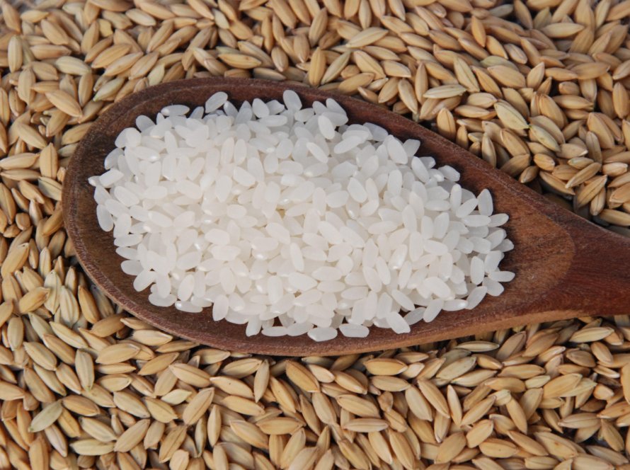 Crise do arroz: Supersafra projetada, preços em queda e problemas de liquidez impactam negativamente o mercado brasileiro