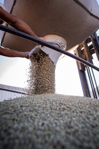 Exportação de café do Brasil tem receita recorde de US$ 14,7 bilhões na safra 2024/25