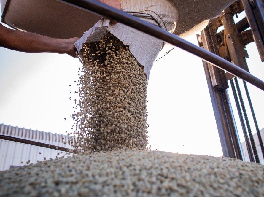 Exportação de café do Brasil tem receita recorde de US$ 14,7 bilhões na safra 2024/25