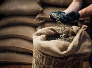 Exportações de café não torrado mantêm ritmo da semana passada, e média embarcada segue em queda na 2ª semana de julho/25