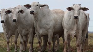 Exportações de carne de Mato Grosso crescem 5,72% no 1º semestre