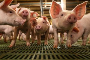 Exportações de carne suína recuam 15% em volume e 7% em receita diária até a terceira semana de julho/25