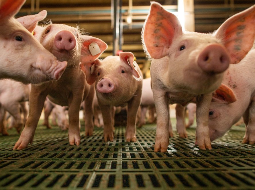 Exportações de carne suína recuam 15% em volume e 7% em receita diária até a terceira semana de julho/25