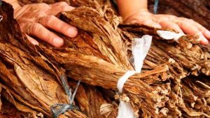 Exportações de tabaco brasileiro somaram US$ 1,36 bilhão na primeira metade do ano