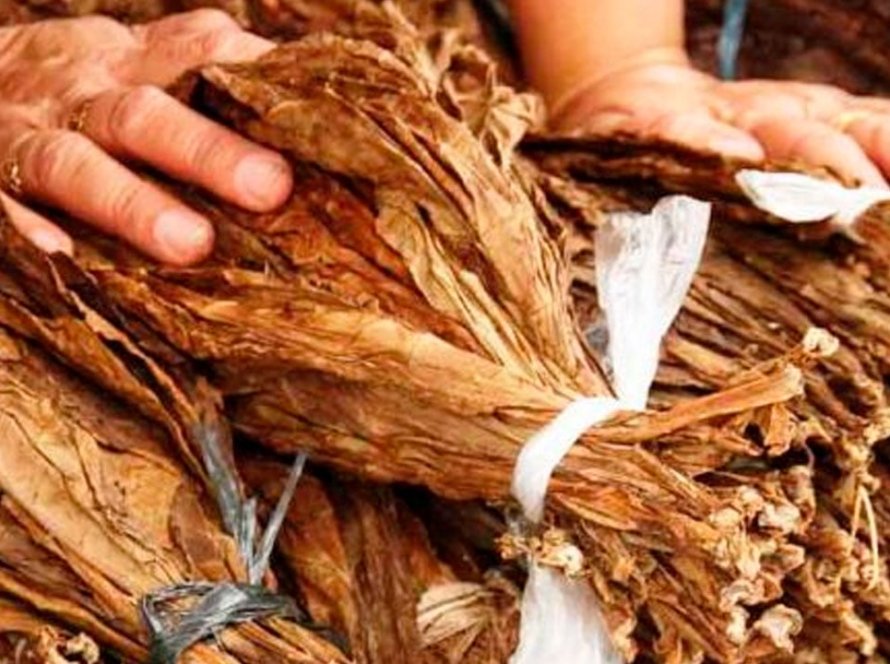 Exportações de tabaco brasileiro somaram US$ 1,36 bilhão na primeira metade do ano