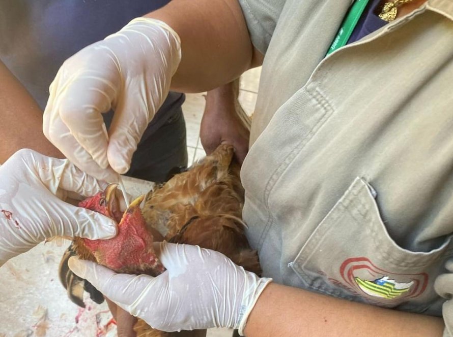 Gripe aviária: Kuwait, Bahrein, Albânia e Turquia retiram restrições de exportação à carne de aves brasileira