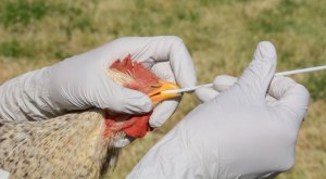 Gripe aviária: mais sete países retiram restrições de exportação à carne de aves brasileira