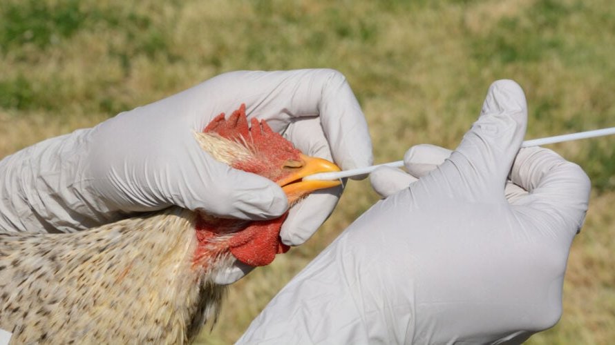 Gripe aviária: mais sete países retiram restrições de exportação à carne de aves brasileira
