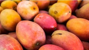 Manga: fruta tropical domina exportações do país