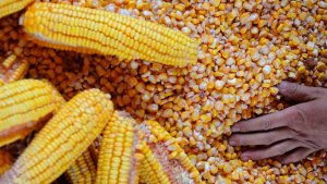 Milho de Goiás alavanca produtividade e fortalece agroindústria, mesmo diante de queda nas exportações