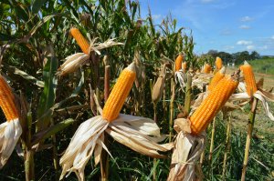 Paraguai deve produzir 9,93 milhões de t de soja e 5,25 milhões de t de milho na safra 2024/25
