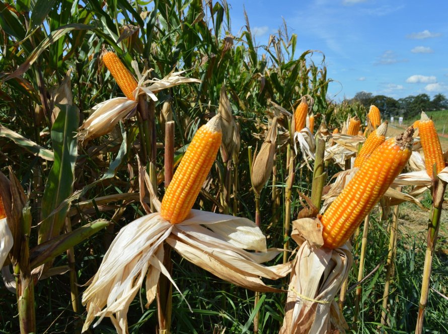Paraguai deve produzir 9,93 milhões de t de soja e 5,25 milhões de t de milho na safra 2024/25
