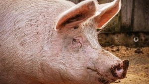 Paraná bate recorde em exportações de carne suína
