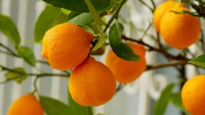 Paraná exporta US$ 141 milhões em suco de laranja