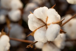 Pesquisadores avaliam efeitos do frio e do excesso de chuva na safra de algodão em Mato Grosso