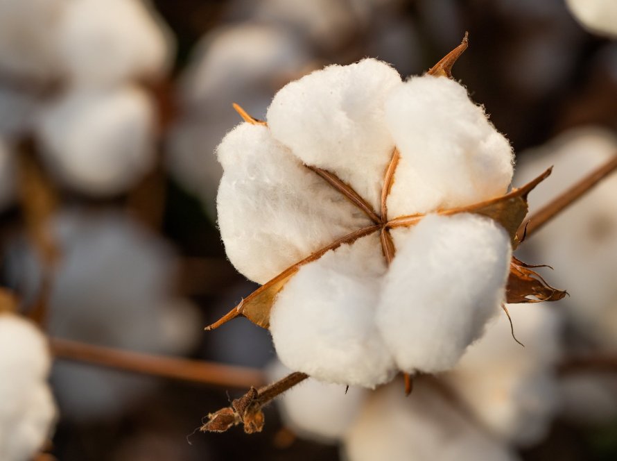 Pesquisadores avaliam efeitos do frio e do excesso de chuva na safra de algodão em Mato Grosso