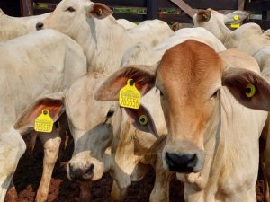 Programa incentiva pecuária sustentável e já conserva 31 mil hectares no Mato Grosso