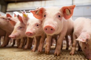 Receita de exportações de carne suína crescem 45,2% em junho e alcançam recorde histórico