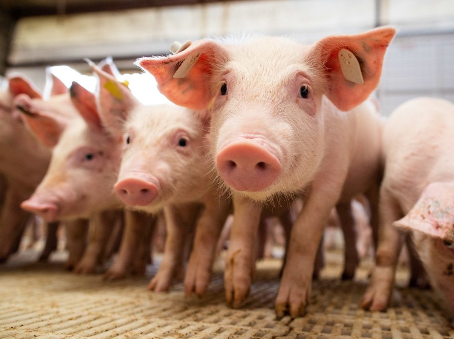 Receita de exportações de carne suína crescem 45,2% em junho e alcançam recorde histórico