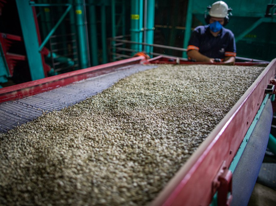 Ritmo das exportações de café não torrado e torrado se mantém estável na 4ª semana de julho/25