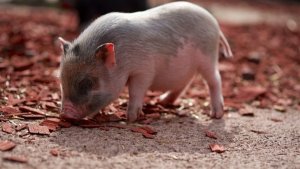 SC bate recorde na exportação de carne suína
