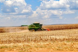 Safra recorde pressiona preços do milho no Brasil