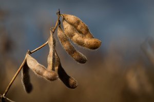 Soja: Mercado em Chicago trabalha com estabilidade nesta 4ª, atento aos fundamentos e esperando pelo USDA