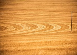 Soja no Paraná terá seguro rural com subvenção variável conforme manejo do solo