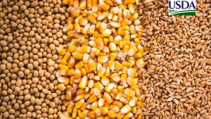 USDA traz embarques semanais de soja dos EUA abaixo do esperado, mas milho e trigo em linha com as expectativas
