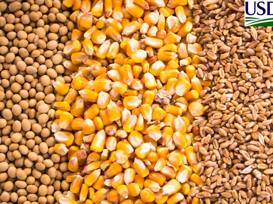 USDA traz embarques semanais de soja dos EUA abaixo do esperado, mas milho e trigo em linha com as expectativas