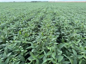 Última fronteira agrícola do país, Amapá desponta como novo polo logístico e condições favoráveis para a produção de soja