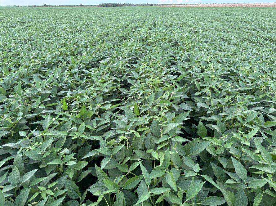 Última fronteira agrícola do país, Amapá desponta como novo polo logístico e condições favoráveis para a produção de soja