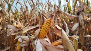 América Clima e Mercado percorre o Kansas e ouve produtores sobre a realidade das lavouras de soja e milho