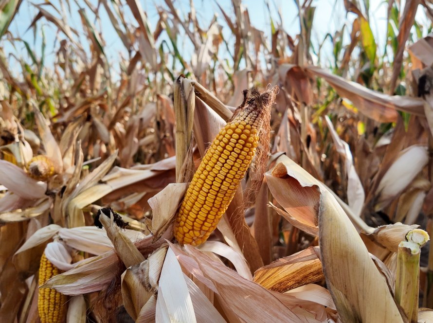 América Clima e Mercado percorre o Kansas e ouve produtores sobre a realidade das lavouras de soja e milho