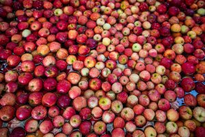 ApexBrasil busca ampliar exportações de frutas frescas durante evento em Mossoró (RN)
