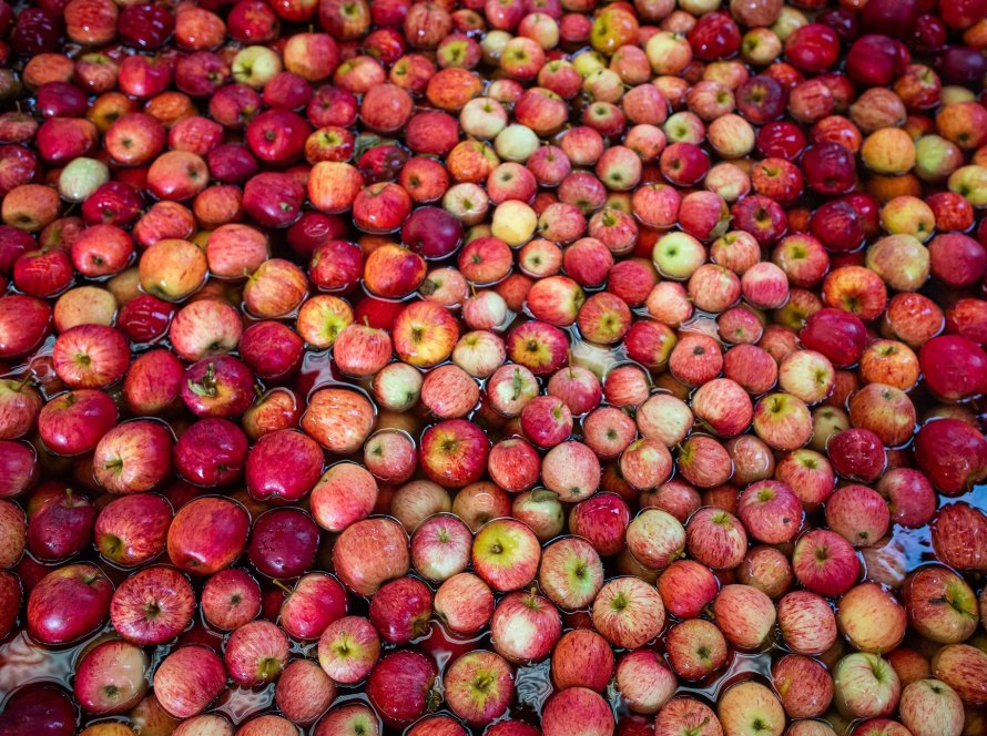 ApexBrasil busca ampliar exportações de frutas frescas durante evento em Mossoró (RN)