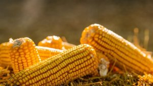 Brasil deve exportar 40 milhões de toneladas de milho