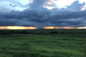 Chuvas irregulares impactam lavouras no Brasil