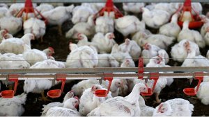 Exportação de carne de frango apresenta recuperação em agosto/25 com aumento de 16% no volume exportado